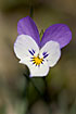 Foto af Almindelig Stedmoderblomst (Viola tricolor ssp. tricolor). Fotograf: 