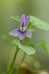 Foto af Skov-Viol (Viola reichenbachiana). Fotograf: 
