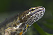 Close-up of a Common Newt