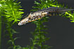 Swimming common newt