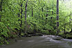 Stream trough beech forest