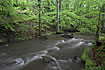Stream flowing trough a beech forest