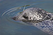 Common Seal (captive)