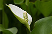 Photo ofBog Arum (Calla palustris). Photographer: 