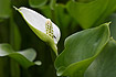 Photo ofBog Arum (Calla palustris). Photographer: 