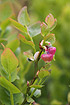 Photo ofBilberry (Vaccinium myrtillus). Photographer: 