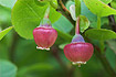 Flowering Bilberry