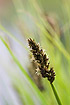 Photo ofTrue Fox-sedge (Carex vulpina). Photographer: 