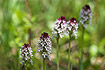 Photo ofBurnt Orchid (Orchis ustulata). Photographer: 