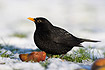Blackbird eating apples