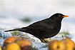 Blackbird by apples