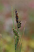 Foto af Almindelig Star (Carex nigra). Fotograf: 