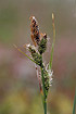 Foto af Almindelig Star (Carex nigra). Fotograf: 