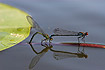 Red-eyed damselflies laying eggs in a leaf of a yellow water-lily (<em>Nuphar lutea</em>)