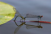 Photo ofRed-eyed damselfly (Erythromma najas). Photographer: 