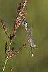 Photo ofScarce Blue-tailed Damselfly (Ischnura pumilio). Photographer: 