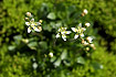 White form of Starry Saxifrage