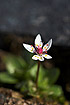 Flowering Starry Saxifrage