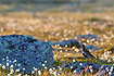 Golden Plover in norwegian breeding area surrounded by Scheuchzers Cottongrass (Eriophorum scheuchzeri).