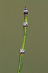 Photo ofVariegated Horsetail (Equisetum variegatum). Photographer: 