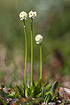 Photo ofScottish Asphodel  (Tofieldia pusilla). Photographer: 