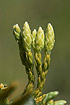 Photo ofAlpine Clubmoss  (Lycopodium alpinum). Photographer: 