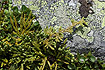 Foto af Bjerg-Ulvefod (Lycopodium alpinum). Fotograf: 