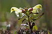 Flowering Lapland Lousewort