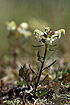 Foto af Laplands-Troldurt (Pedicularis lapponica). Fotograf: 