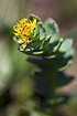 Foto af Rosenrod (Rhodiola rosea). Fotograf: 
