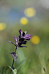 Foto af Sorttop (Bartsia alpina). Fotograf: 