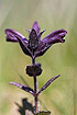 Photo ofAlpine Bartsia  (Bartsia alpina). Photographer: 