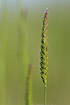 The grass species called Crested Dogs-tail