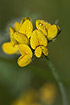 Dew covered flowers of a Greater Birds-foot-trefoil