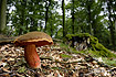 The fungi called Scarletina Bolete on the forest floor