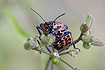 Frontal view of a Striped Shield Bug