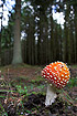 Fly Agaric in a plantation
