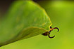 Foto af Almindelig rentvist (Forficula auricularia). Fotograf: 