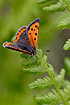 Small Copper resting on a fern