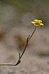 Photo ofCreeping Spearwort  (Ranunculus reptans). Photographer: 