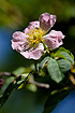 Flowering rose (unidentified)