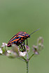 Striped Shield Bug