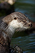 Portrait of an Otter (captive animal)
