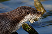 Photo ofEuropean Otter (Lutra lutra). Photographer: 