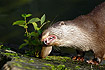 Otter eating fish (captive animal)