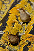 House Sparrows on a lichen covered roof