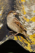 Photo ofHouse Sparrow (Passer domesticus). Photographer: 