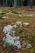 Pine forest floor with Cowberry and Cladonia-lichens