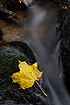 Autumn colored leaf of a Norway Maple in a small stream