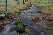 Autumn by a small forest stream